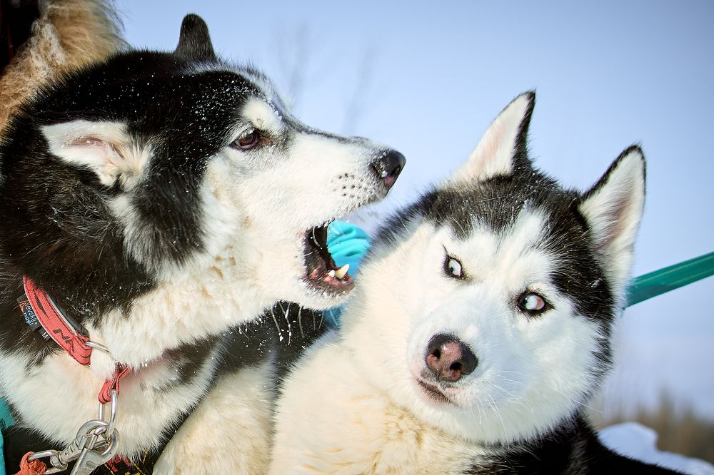 Photograph by Сергей Лисов