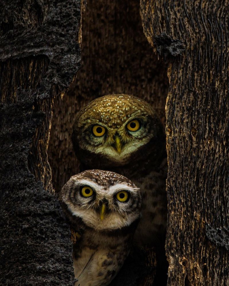 Owls curious