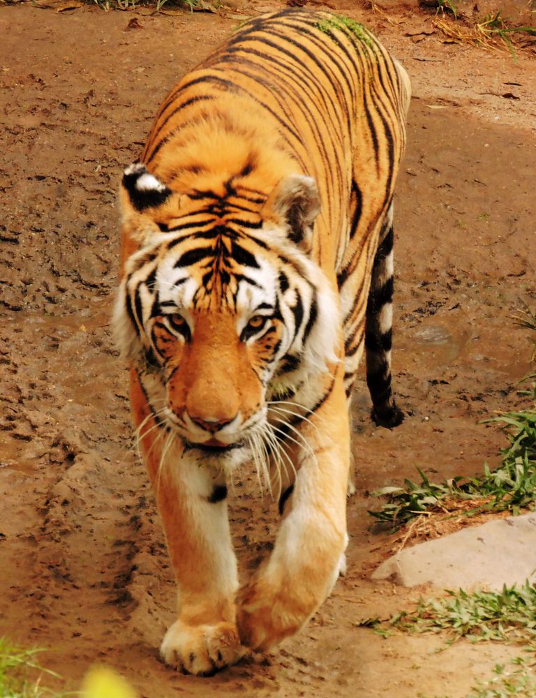 Photograph by Paulo Cesar Soares