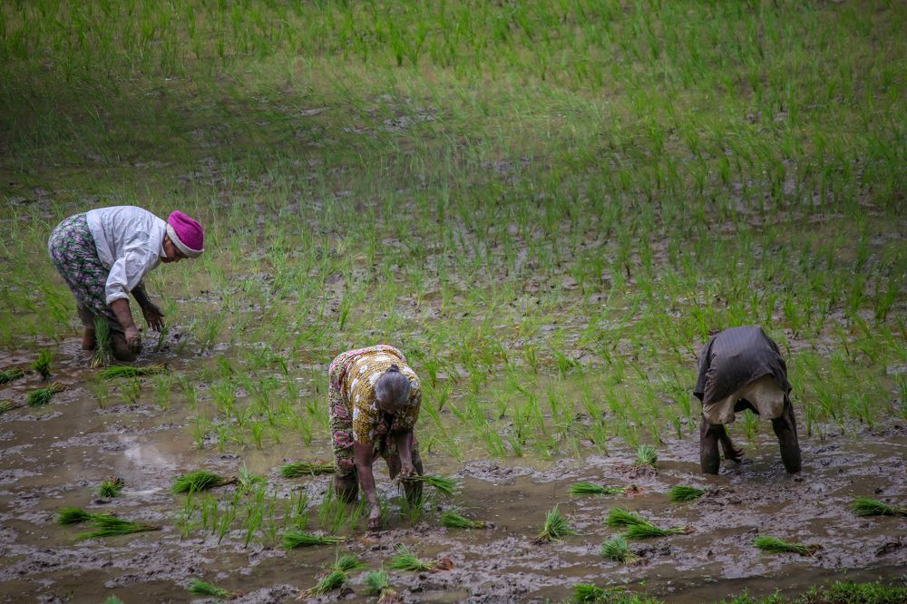 Фотография автора Maliyadewa Wadupola