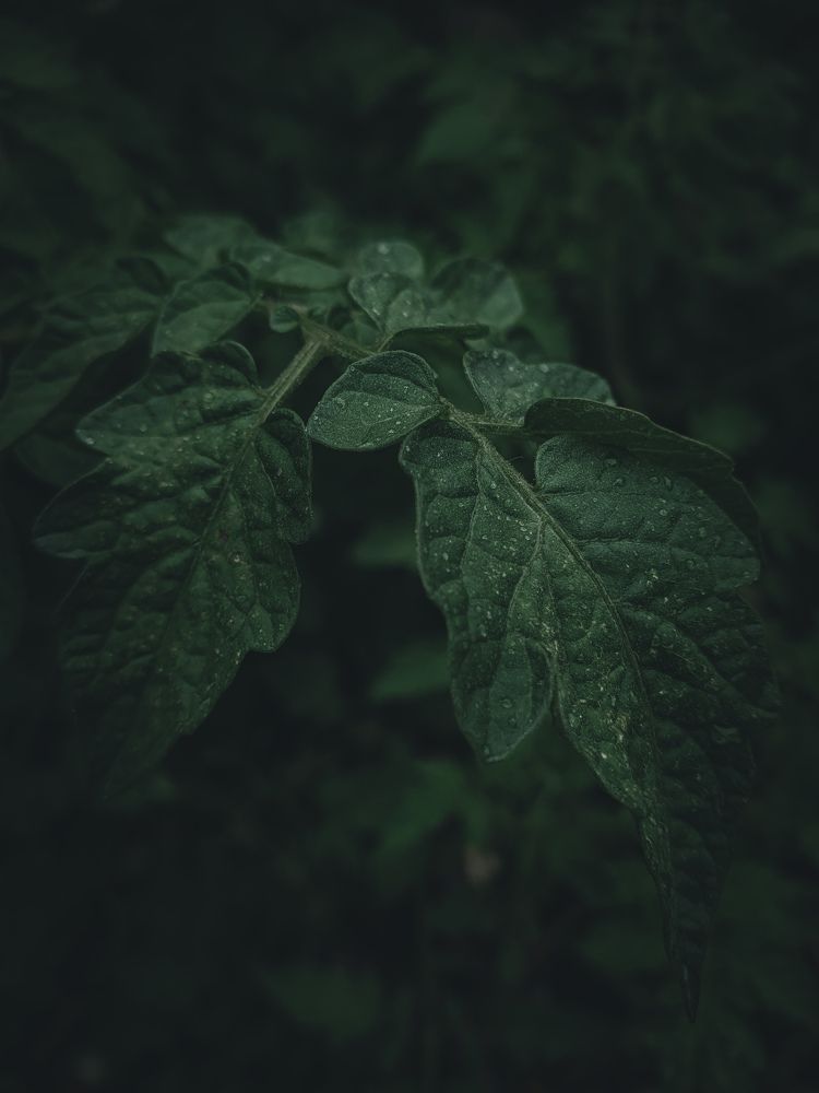 Photograph by Saahil Ayub