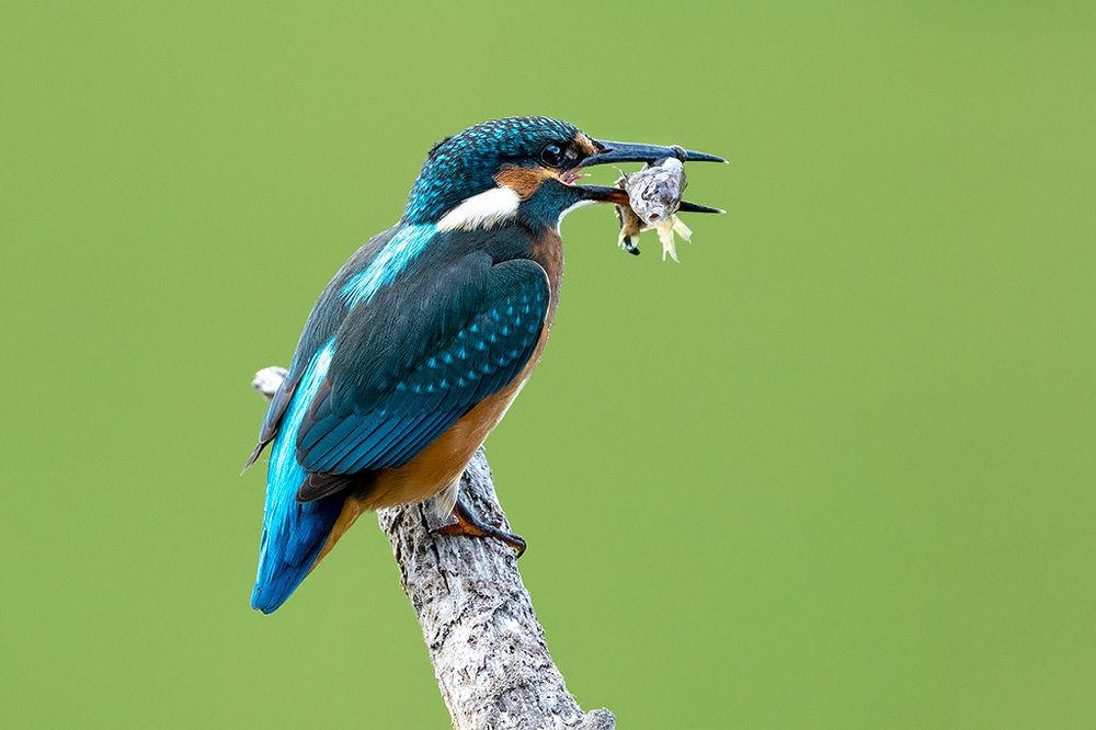 Photograph by Сергей Савви