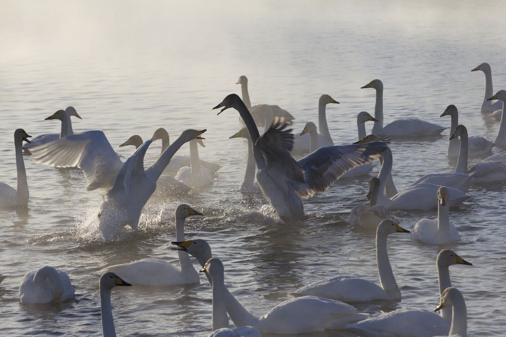 Conversation in a raised voice.