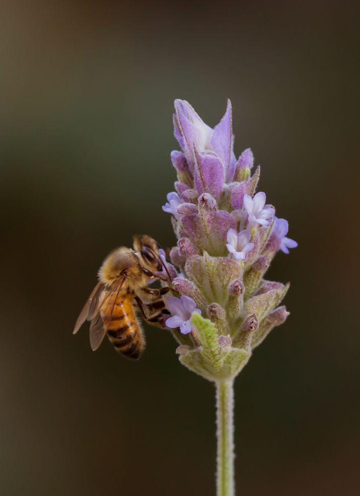 Photograph by CAROLINA BIANCHI