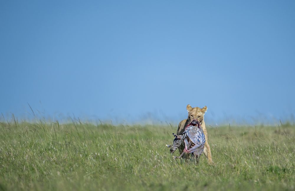 "A unborn foal for my cubs"