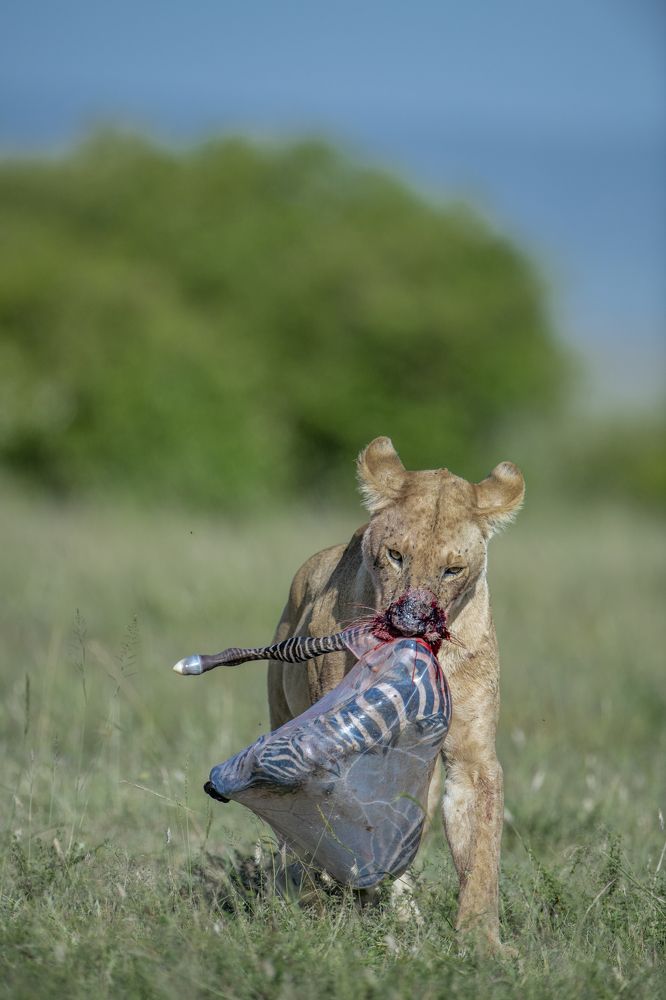 Photograph by Dilip Shah
