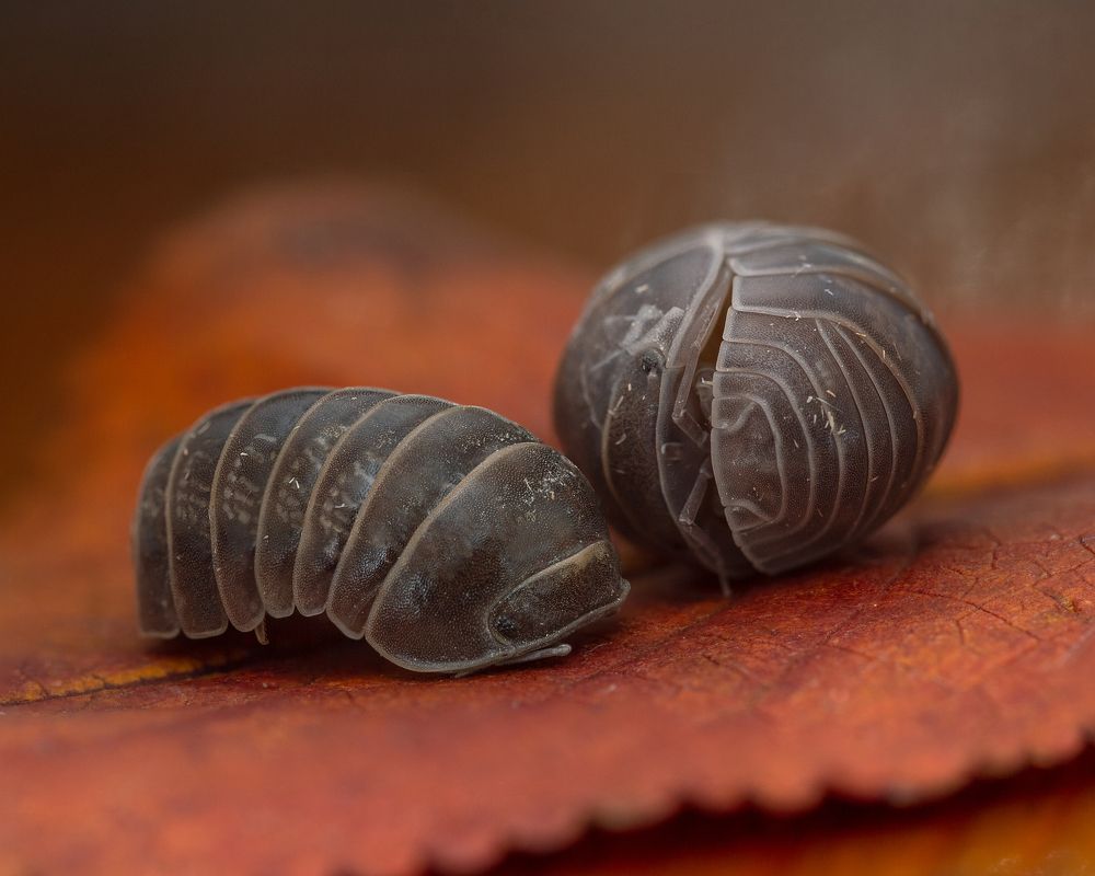 Pillbugs