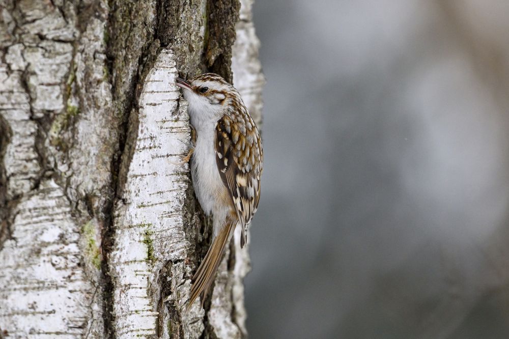 В поисках еды
