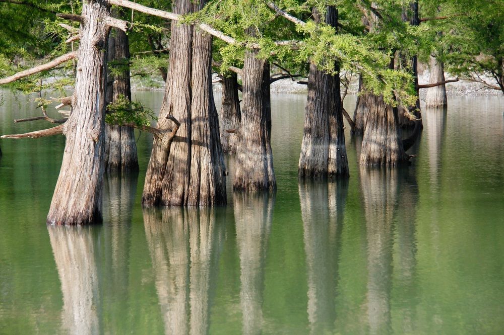 Unique swamp cypress trees on the lake in Sukko village, Krasnodar region of Russia.