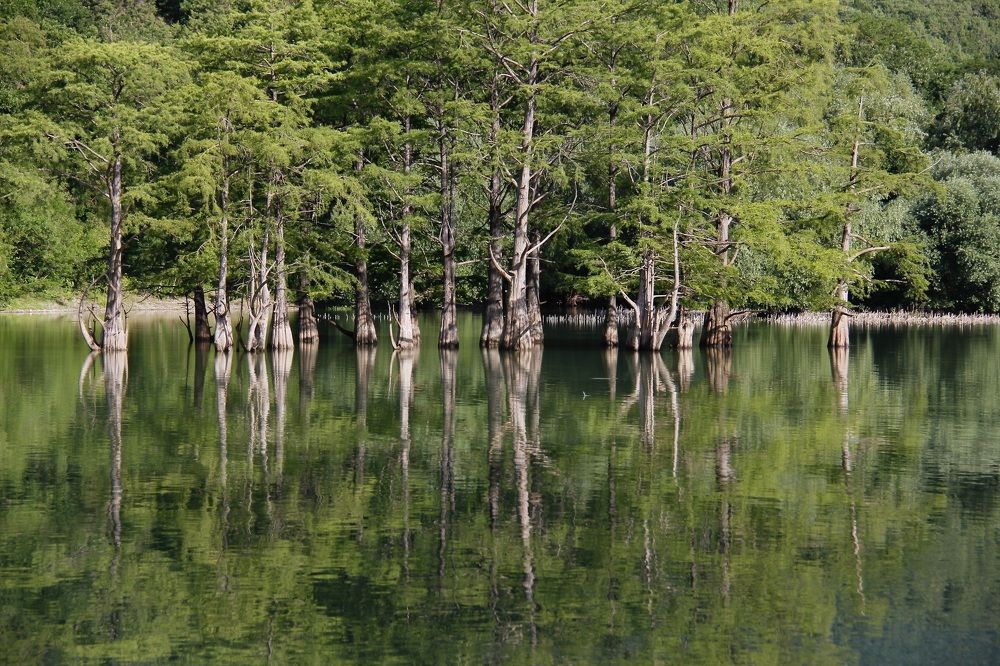 Уникальное кипарисовое озеро в Сукко, Краснодарский край России.