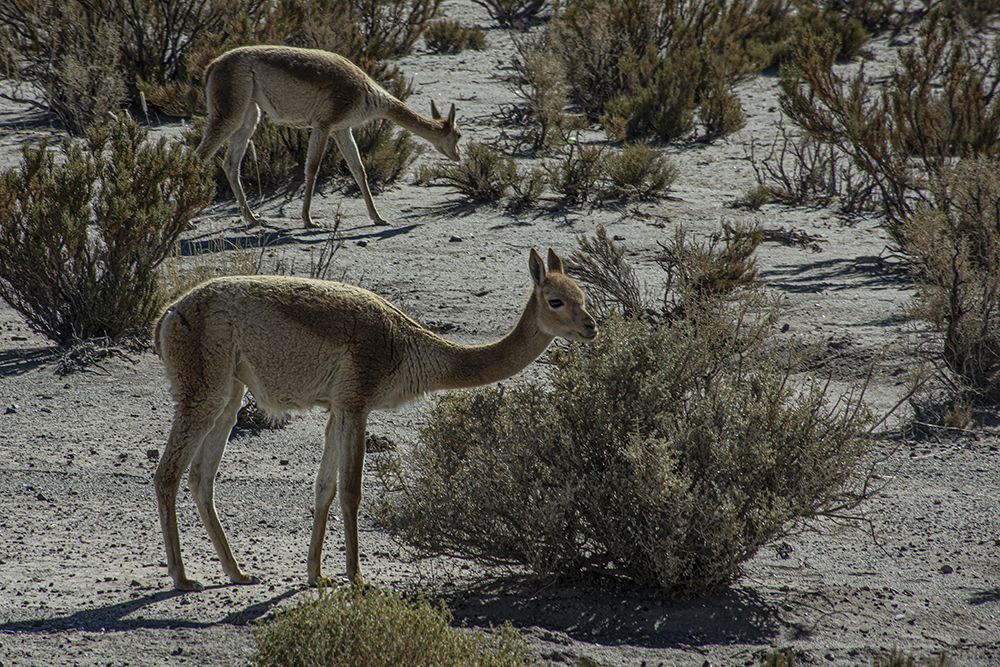 Vicuñas