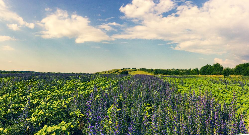 "Волжская лаванда"