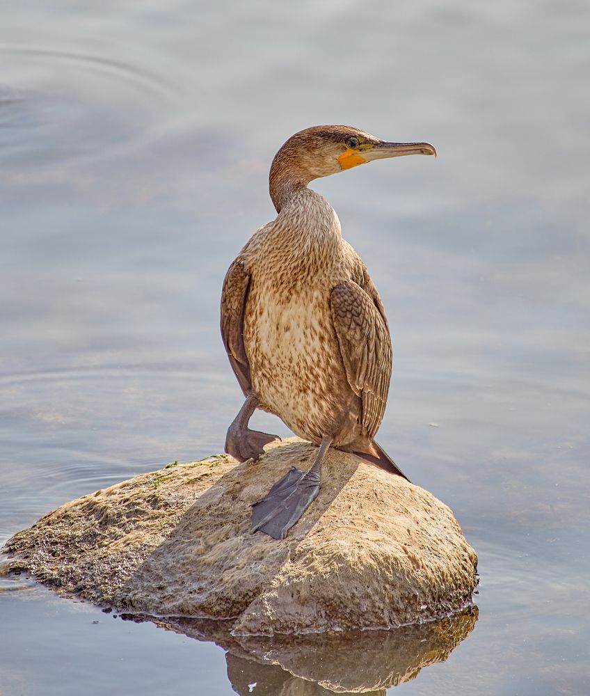 Photograph by Сергей Челахов