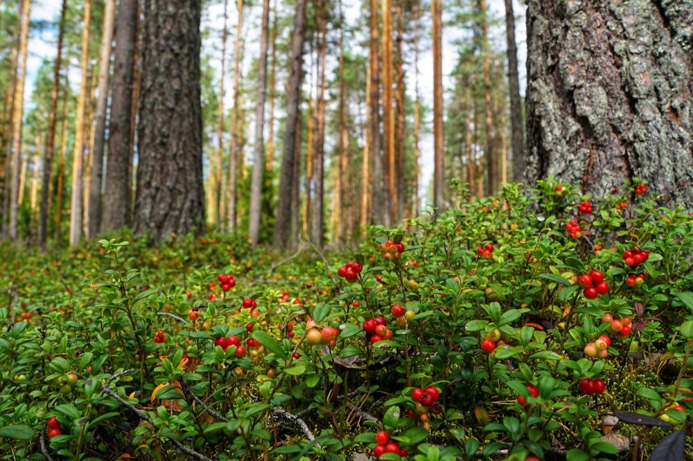 Photograph by Андрей Нурулин