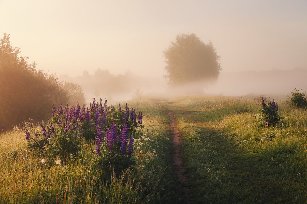 Рассветный туман