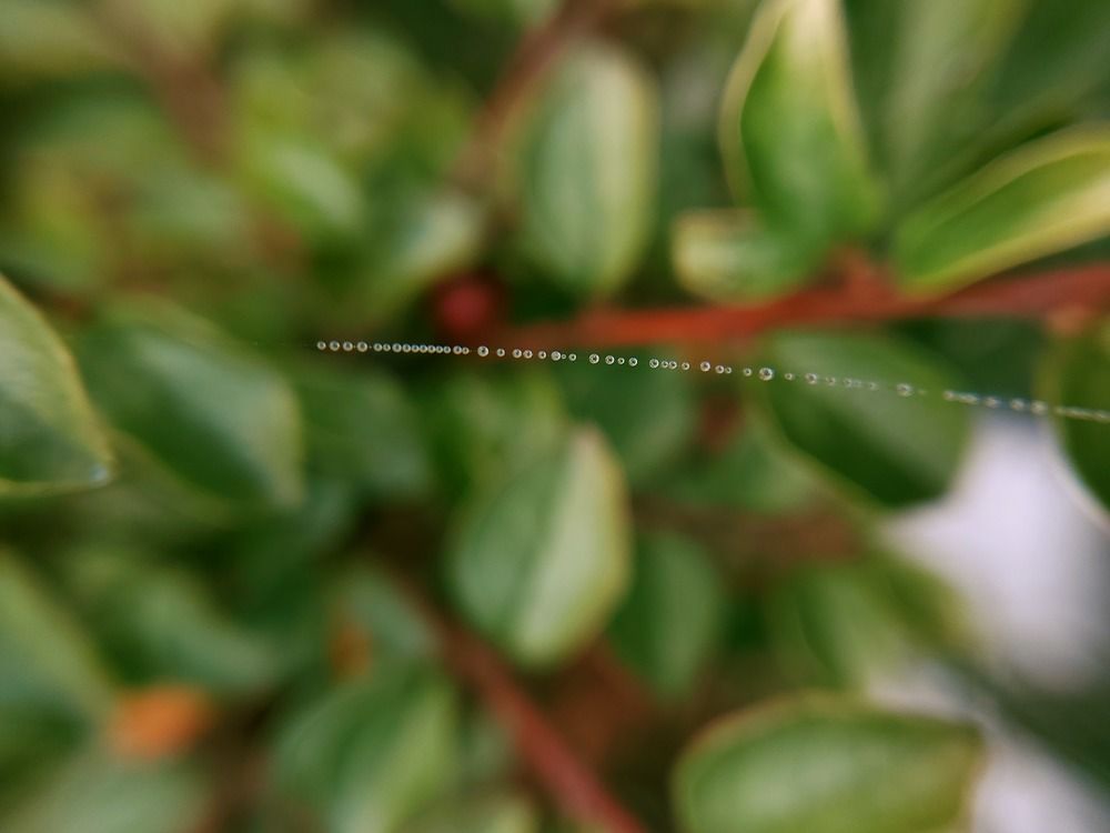 Макро мост в счастье/ macro bridge to happiness