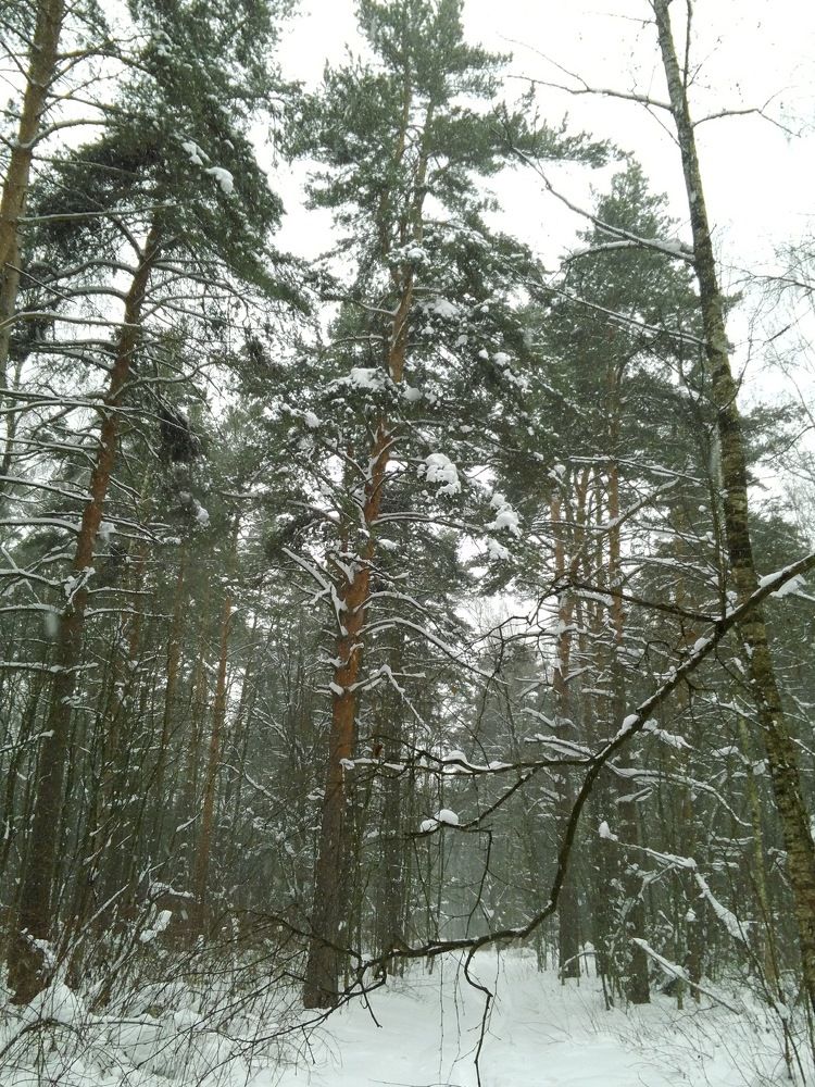 Photograph by Светлана Смердова