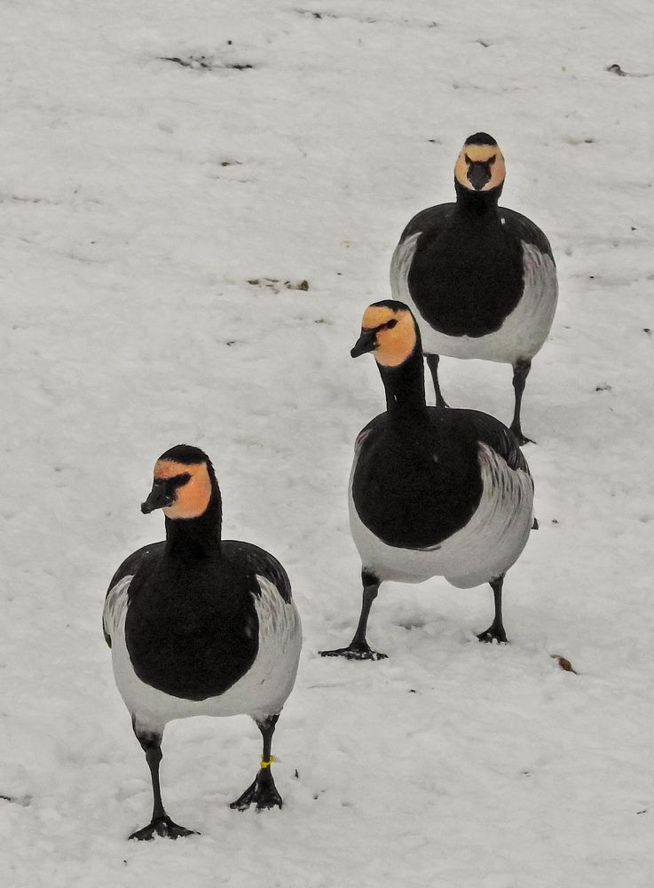 Photograph by Диана Бородзе