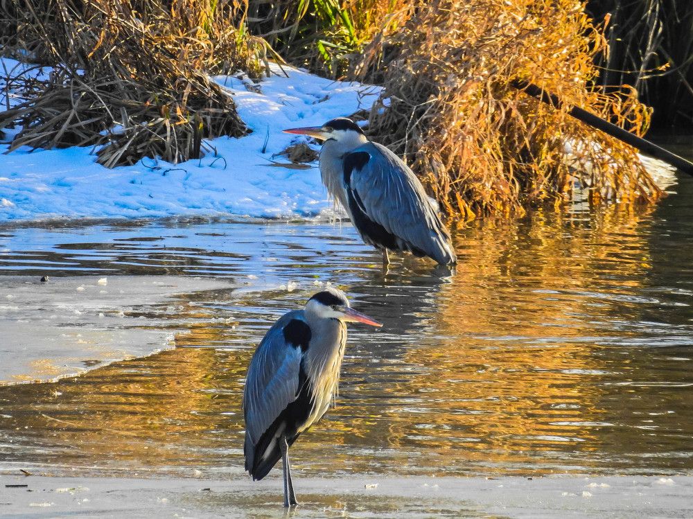 Photograph by Диана Бородзе
