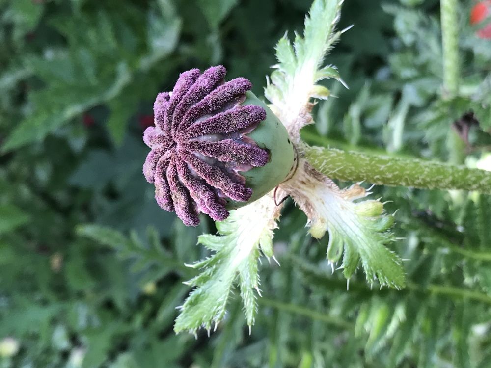 Photograph by Александр Бурлак