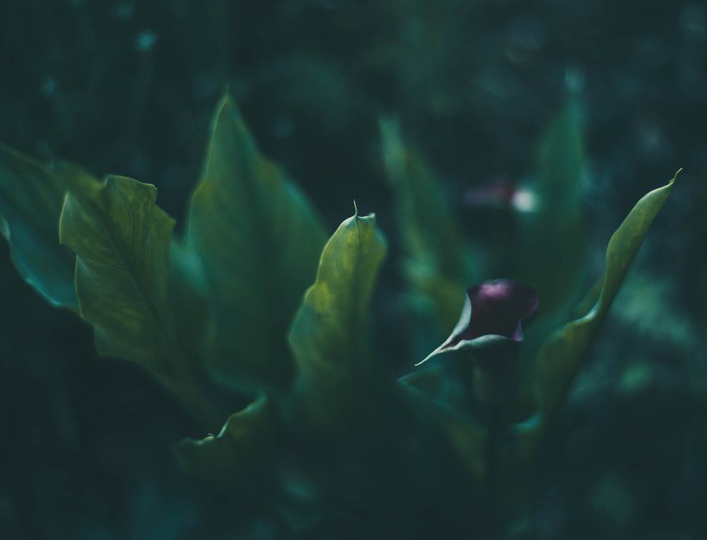 Photograph by Ольга Якубович