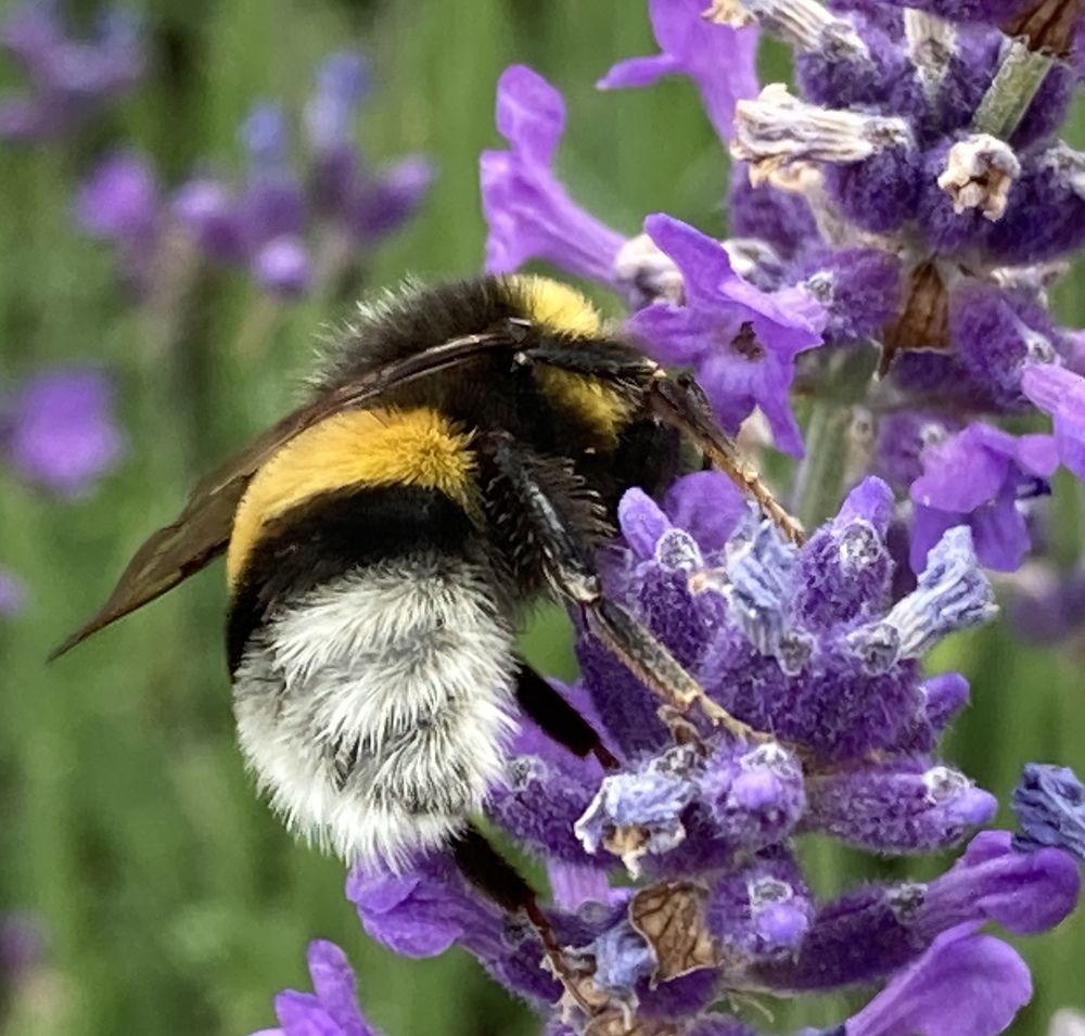 Photograph by Лена Гобена