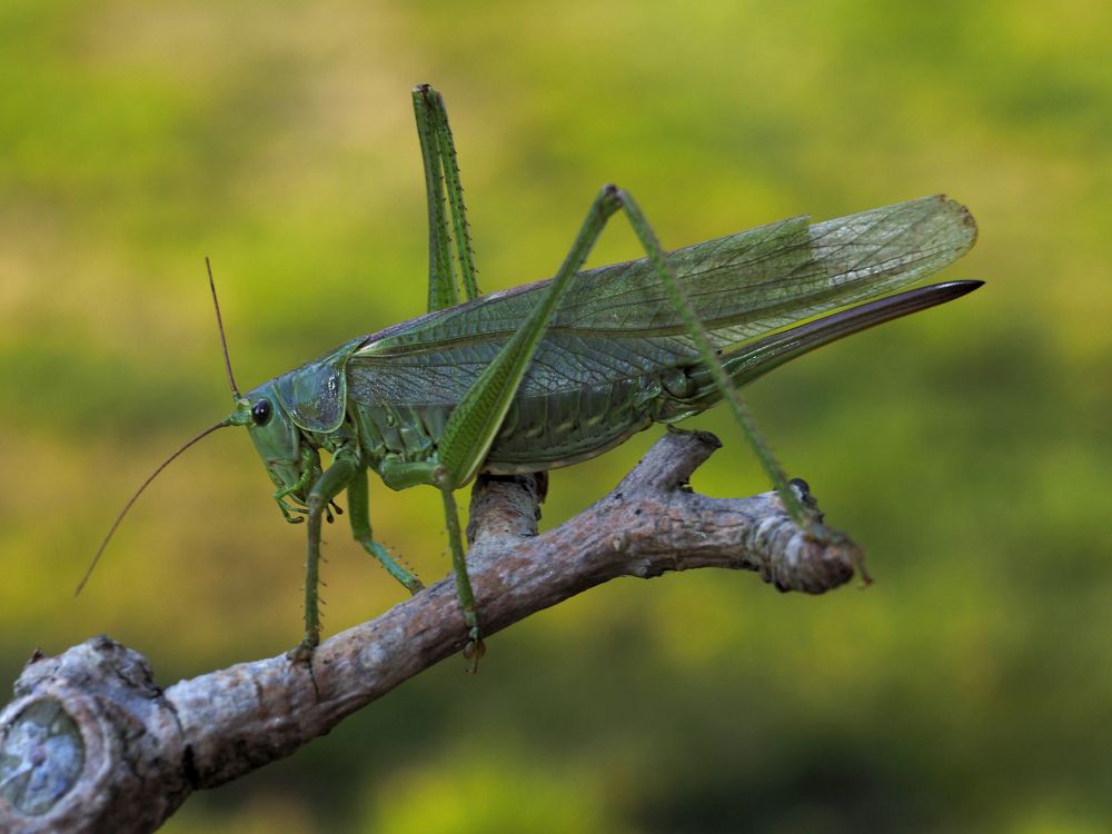 Locust