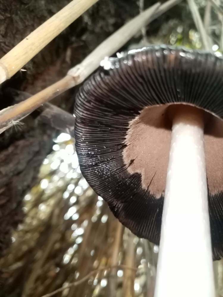 Underneath the shaggy ink cap