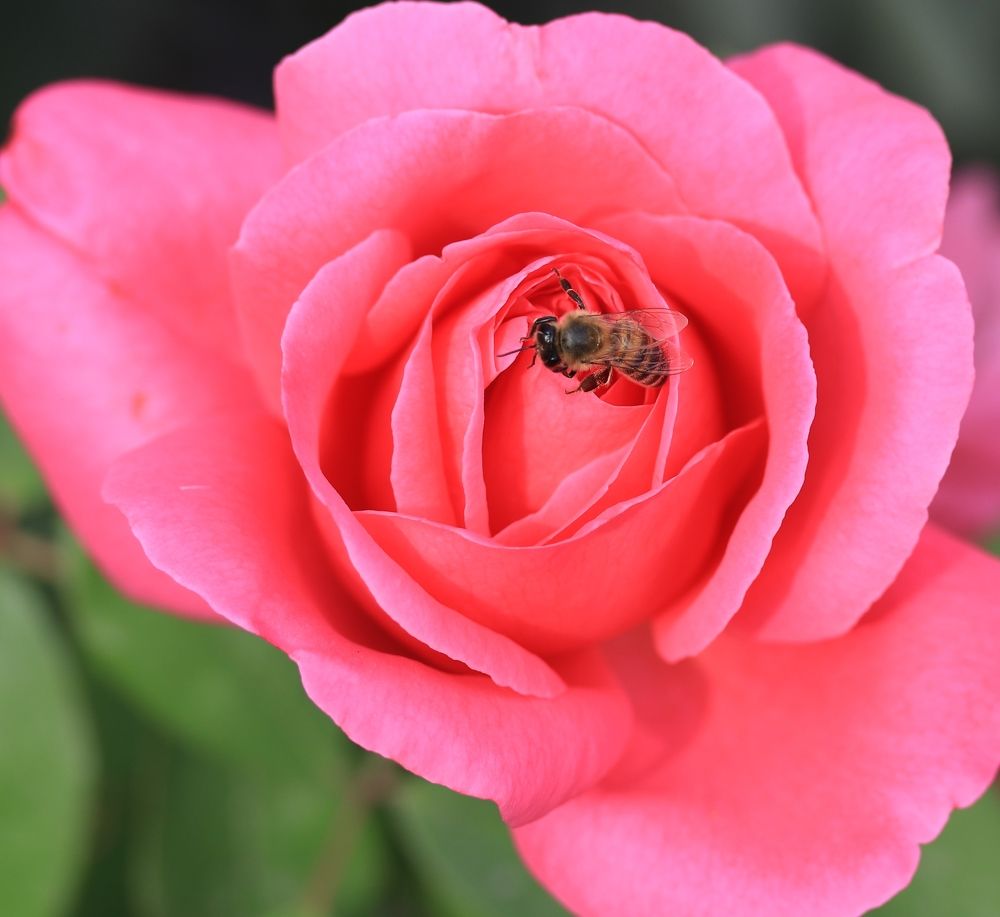 Photograph by Александр Николаев