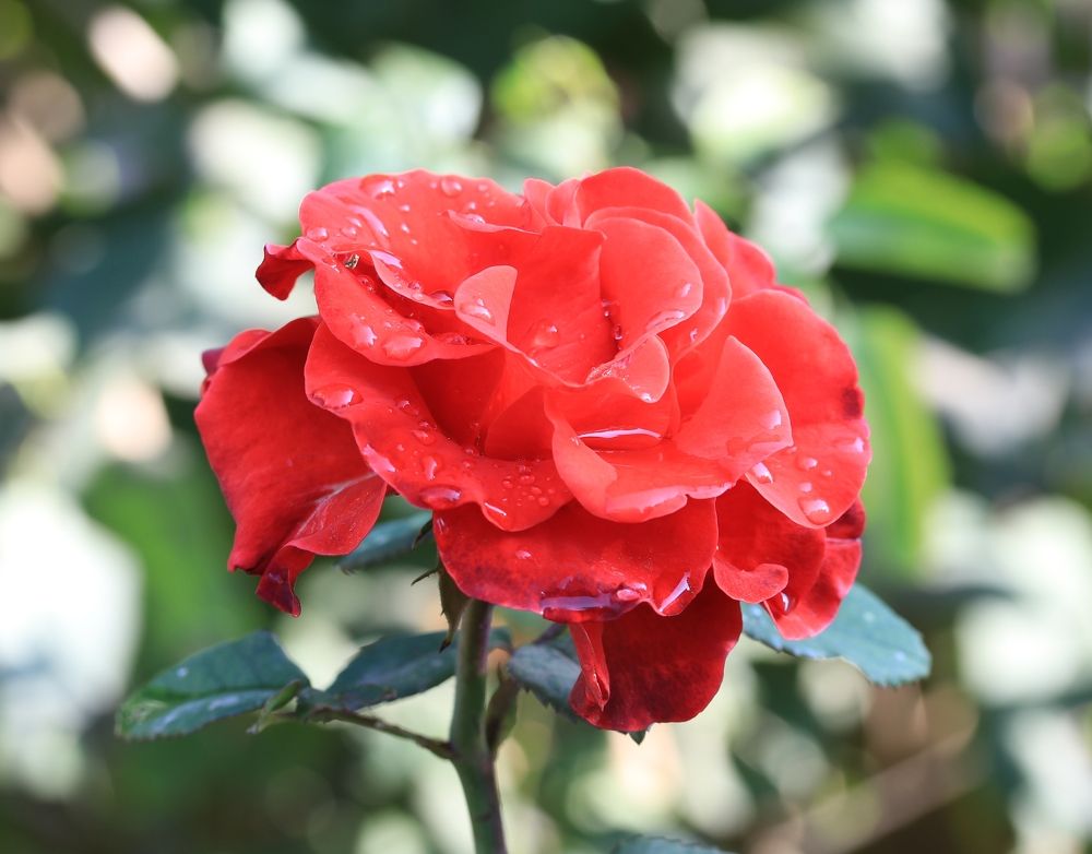 Photograph by Александр Николаев