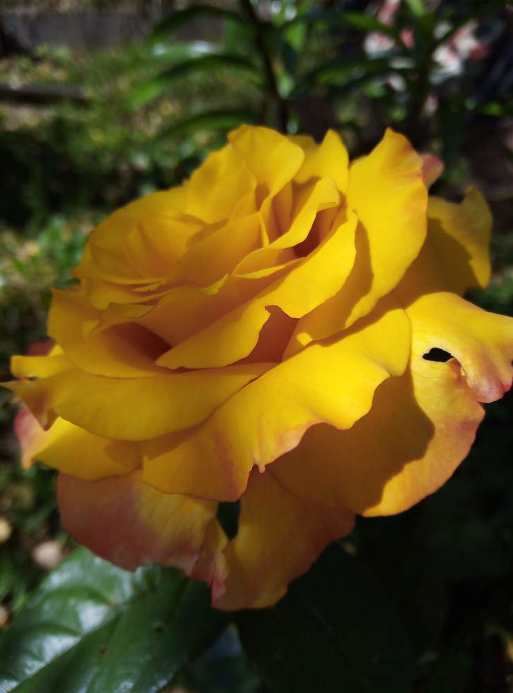 Photograph by Юлия Волобуева