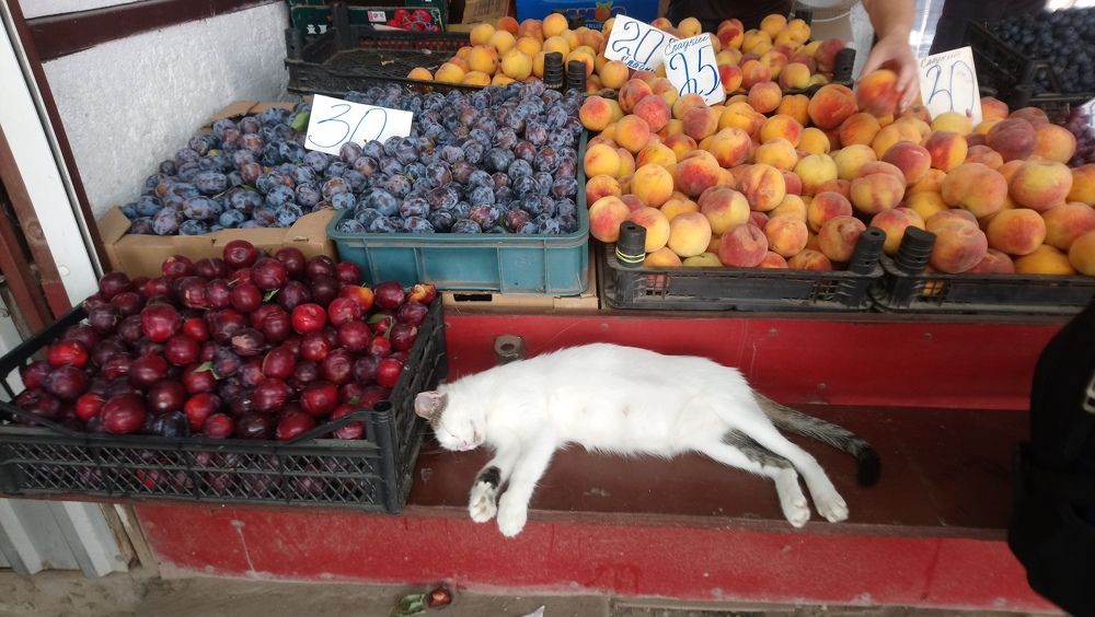Photo #5859508