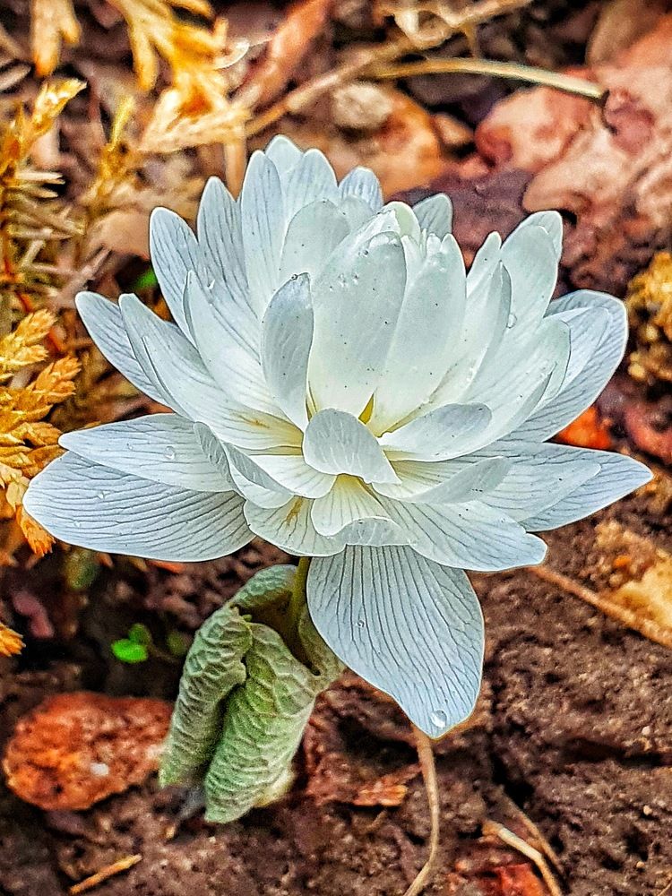 Цветок сангвинария