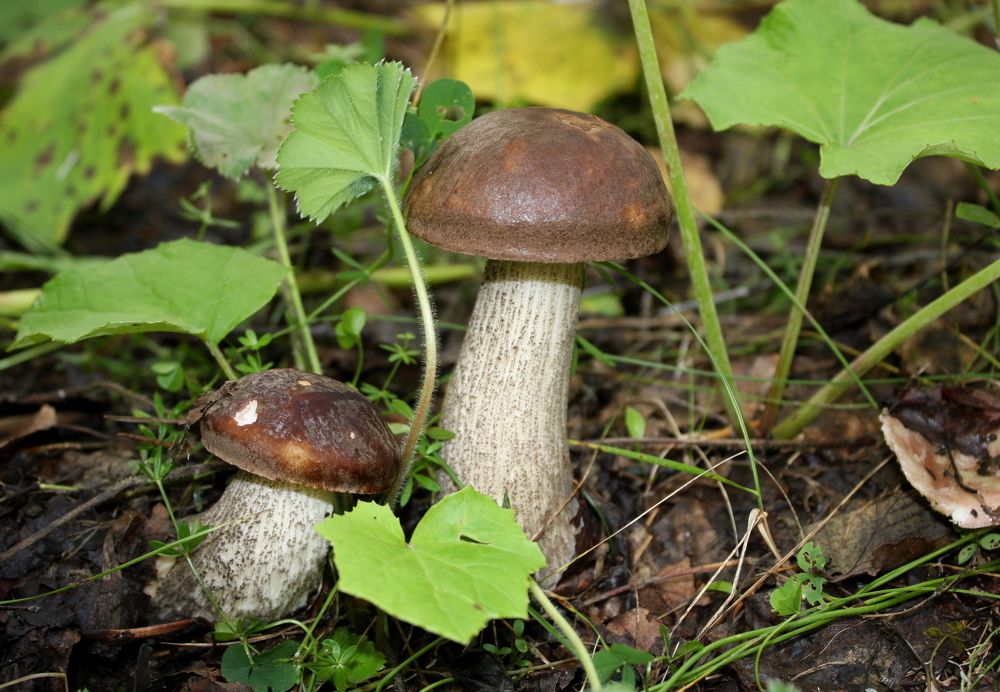 Лесные братья