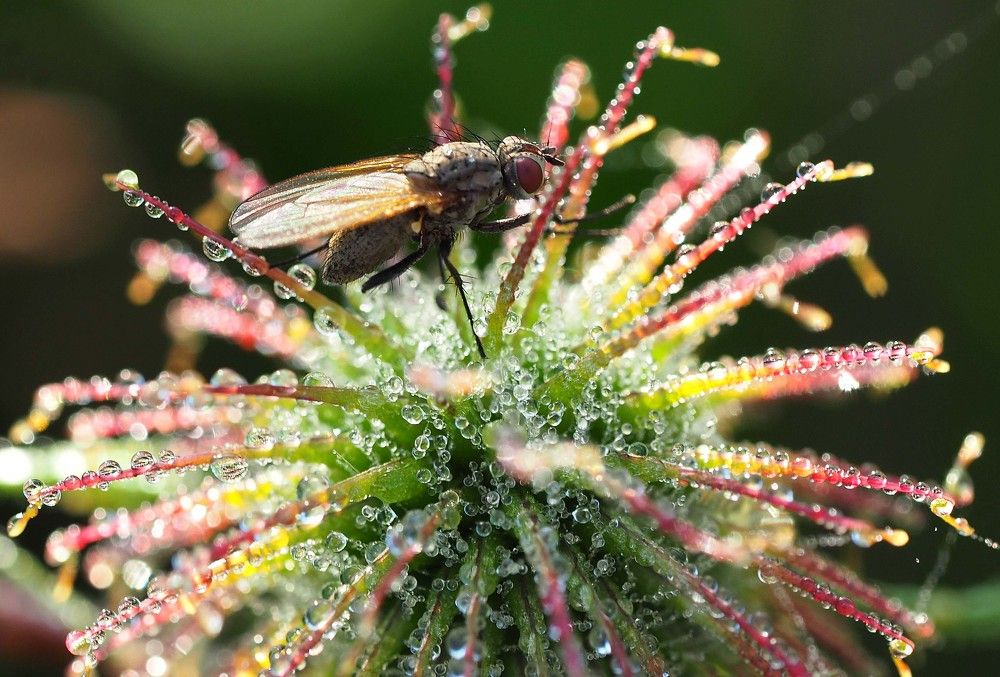 Утренний моцион