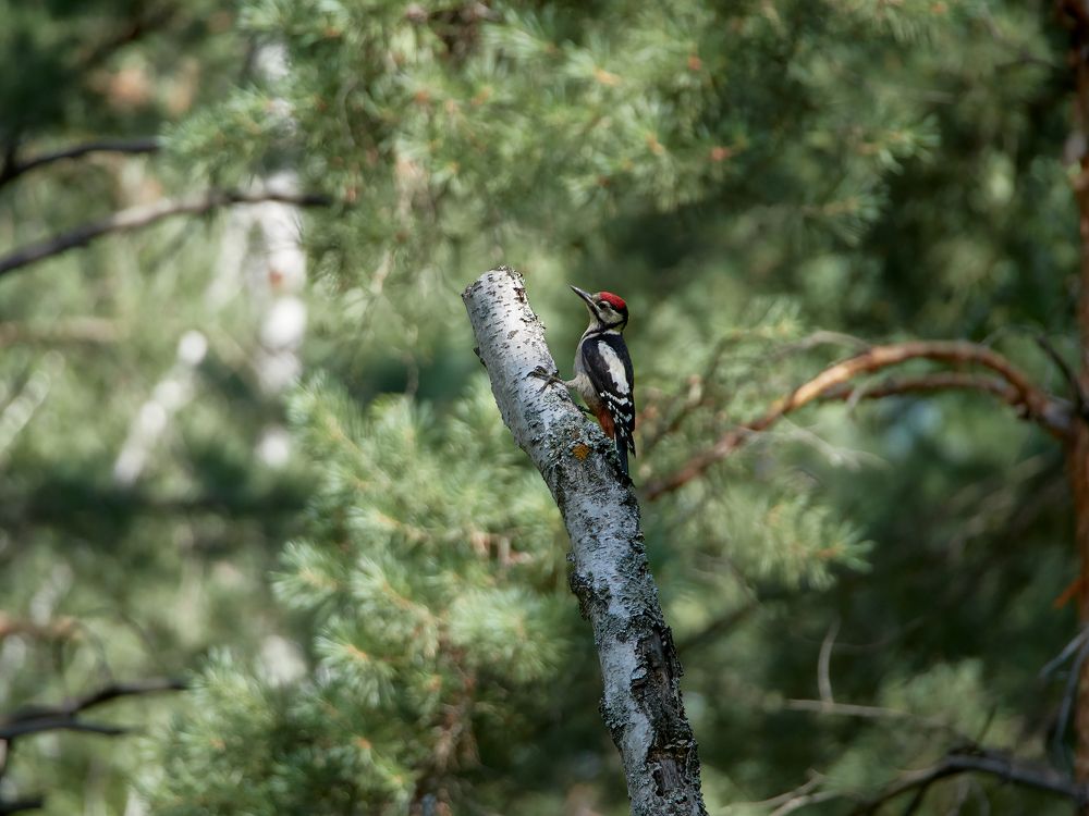 Дятел белоспинный - природный парк Оленья балка