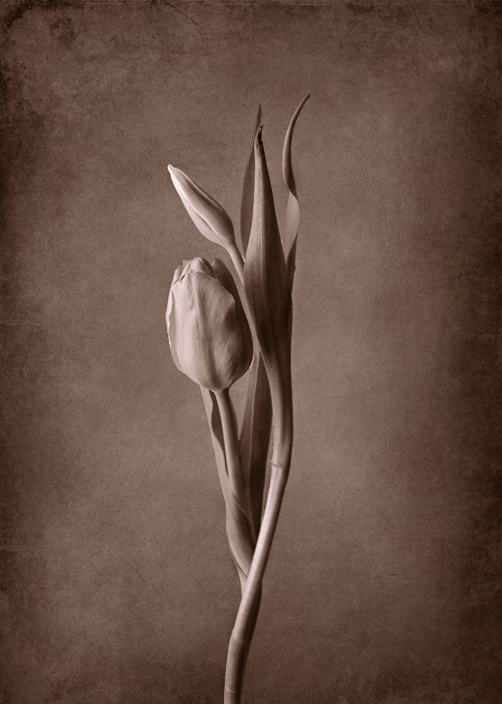 Photograph by Alexandra Whelan