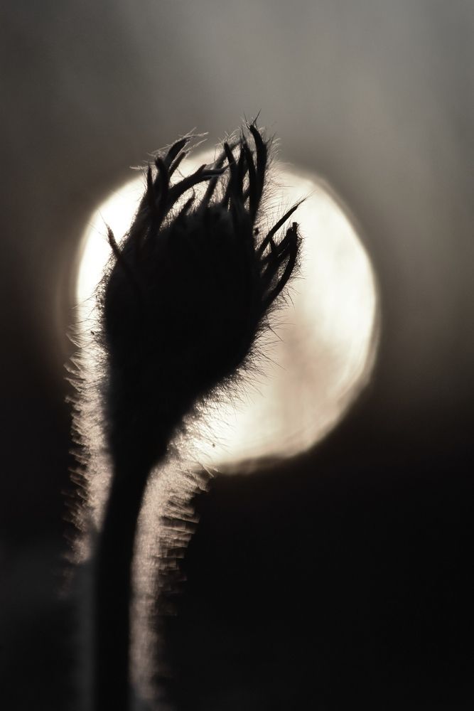 Фотография автора Мария Рохмистрова