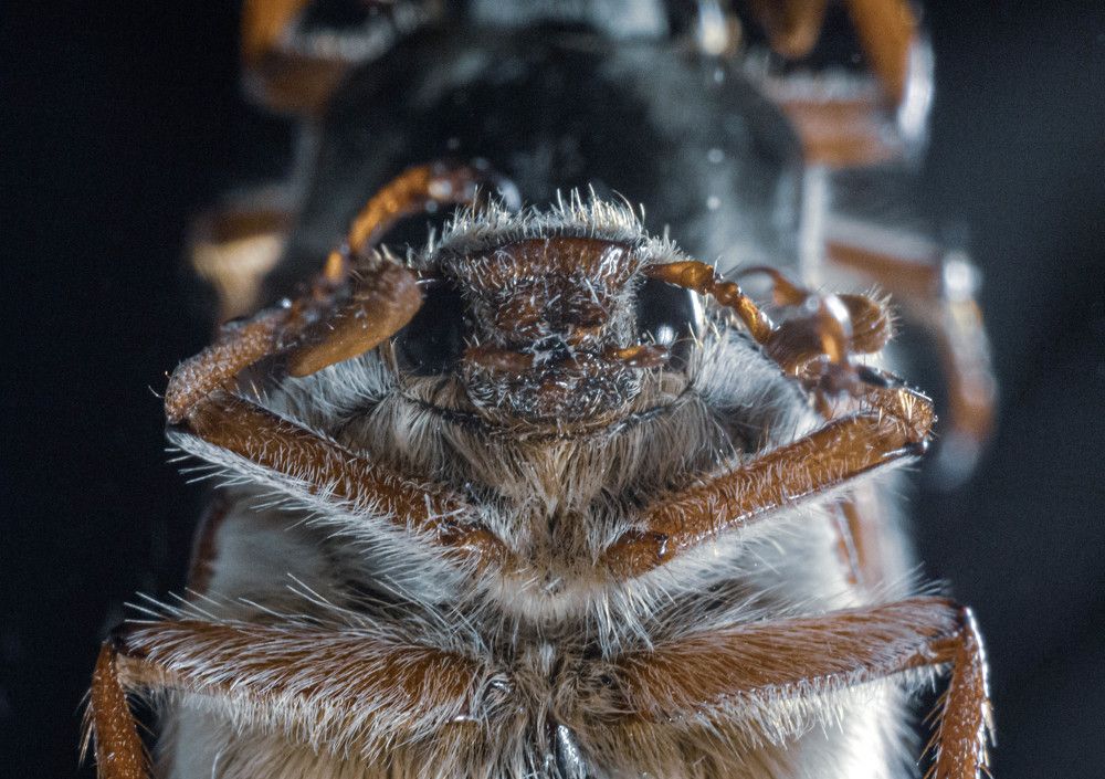 Майский жук