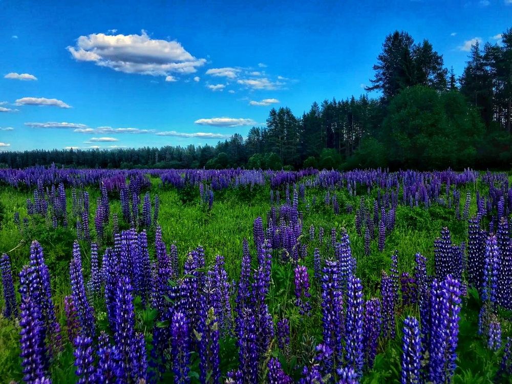 Photograph by Ольга Ташкина