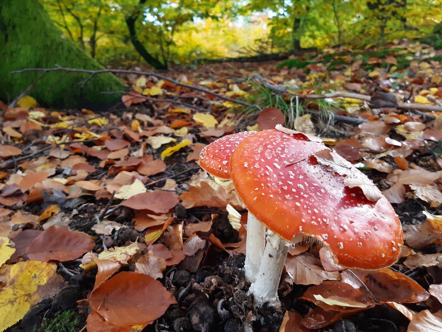 Toadstools