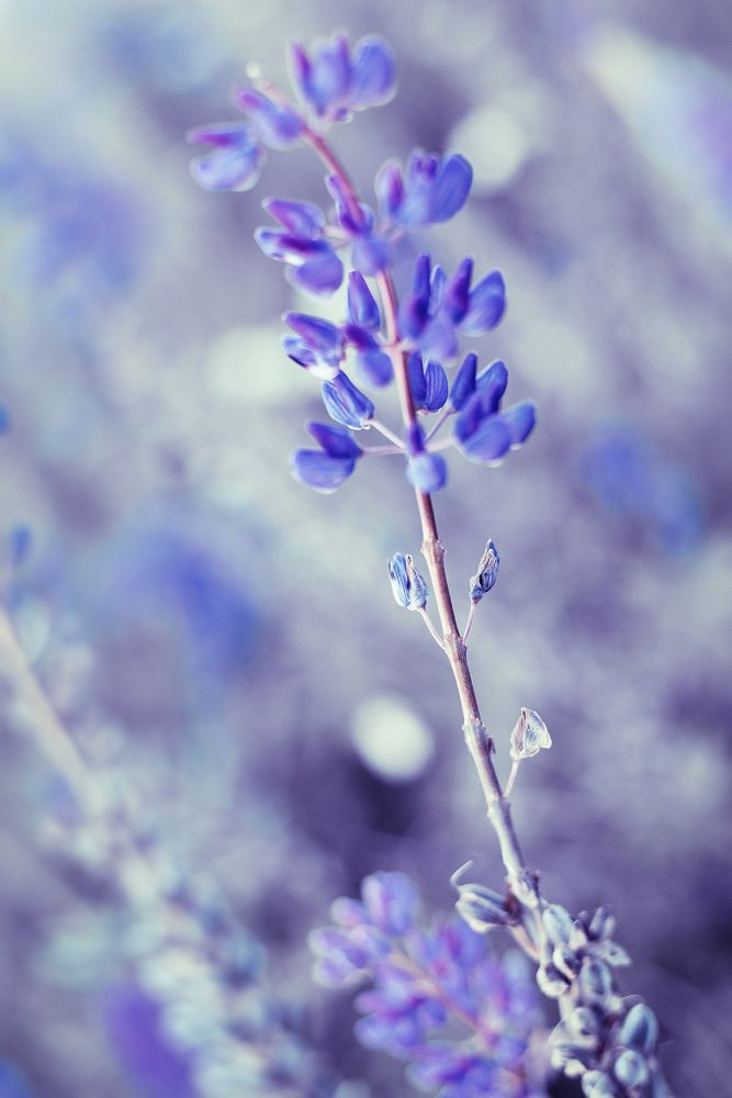 Photograph by Денис Гадельзянов