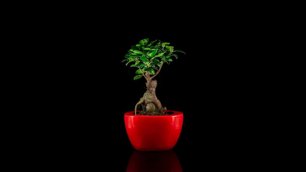 Green bonsai in a red pot on a black background