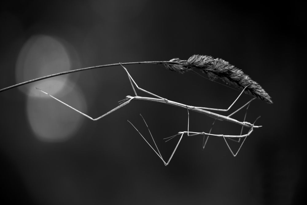 Photograph by Игорь ФУММ