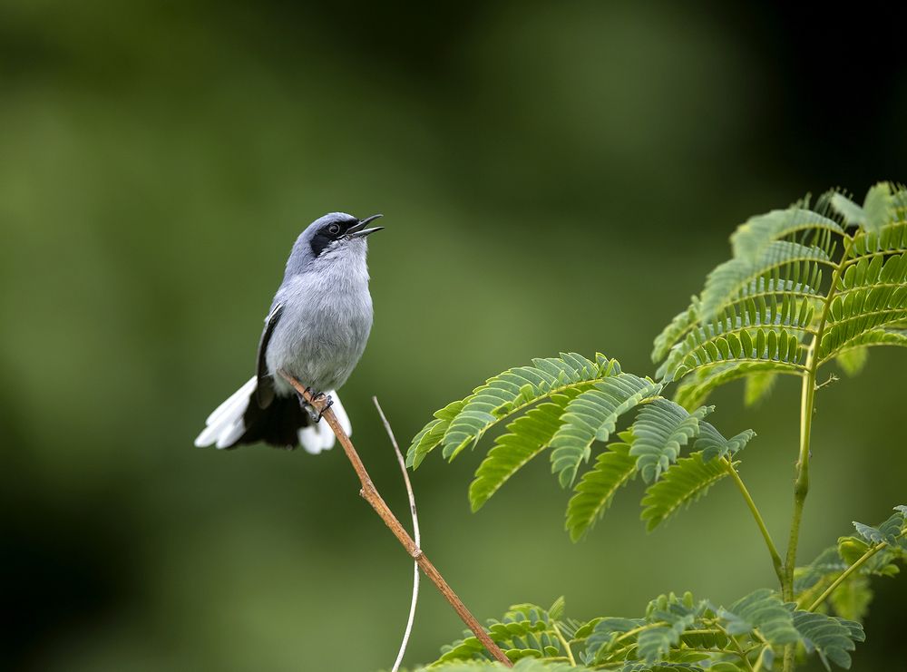 Photograph by Esteban Argerich