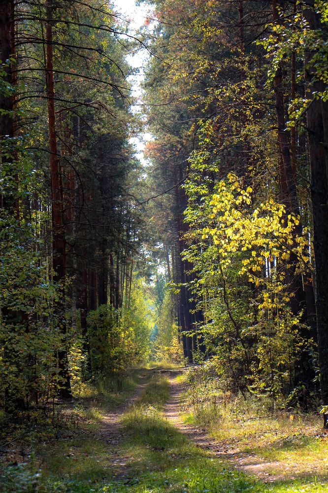 Лесная дорога.