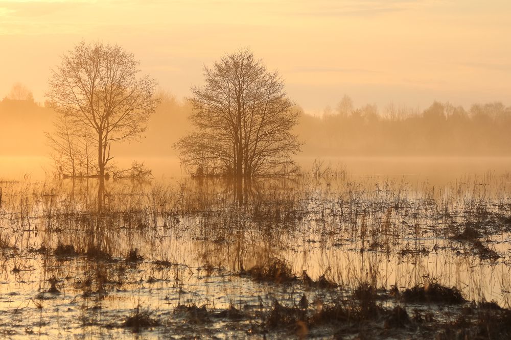 Разлив.Утро.