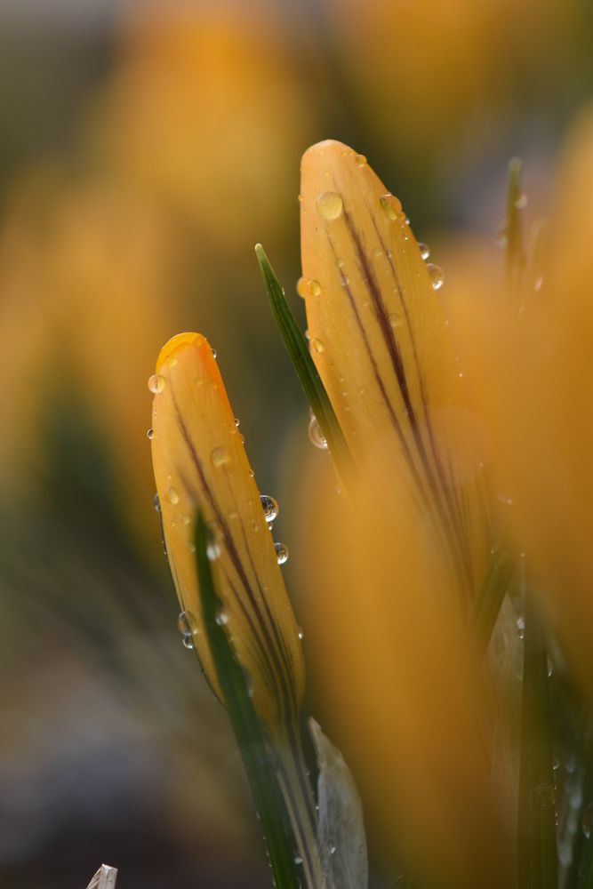 Фотография автора Мария Рохмистрова