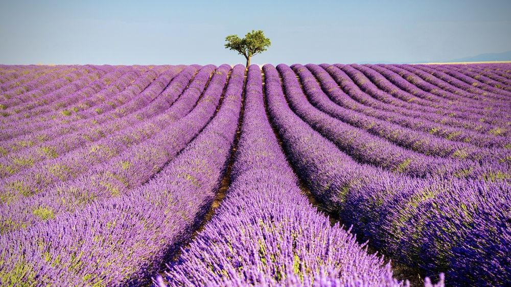 Лавандовое поле в Валансоле