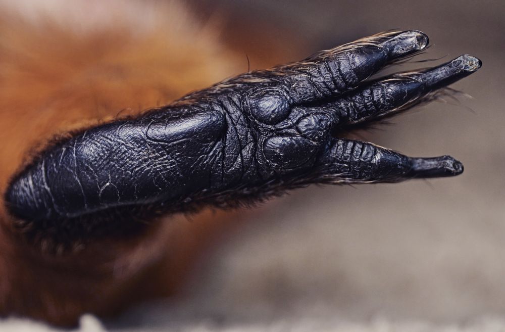 Лапа. Морская свинка.